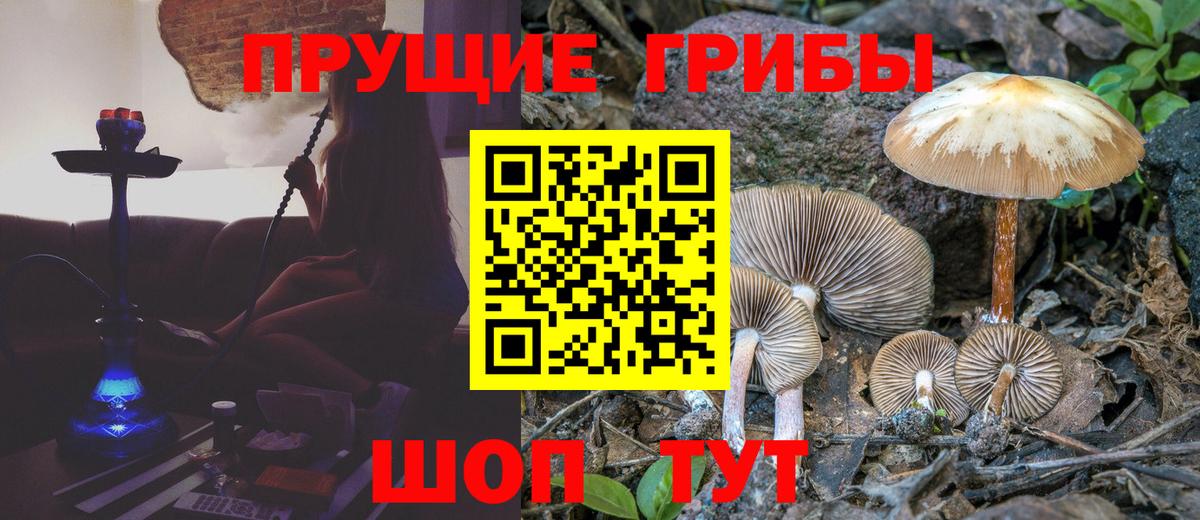 Псилоцибиновые грибы ЛСД  Вход с VPN  цена наркотик  Псилоцибиновые грибы Cubensis  Павлово 